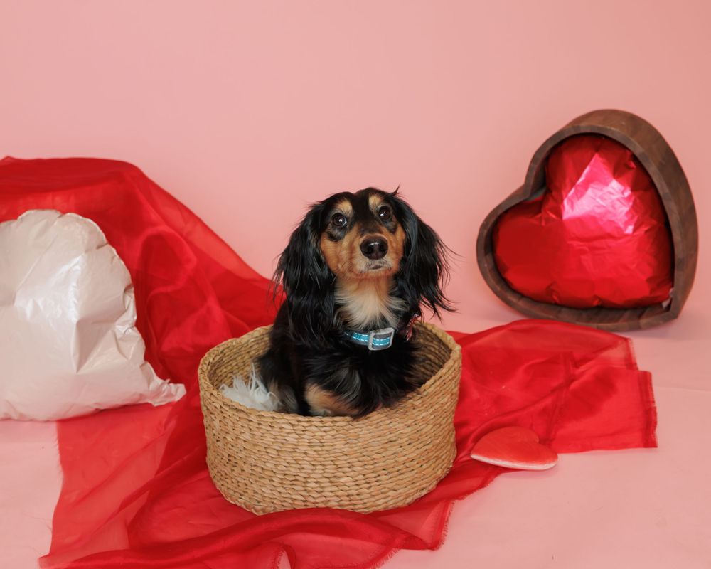 Dachshund puppy sits in woven basket surrounded by red fabric and heart-shaped decorations for Valentine's Day theme.