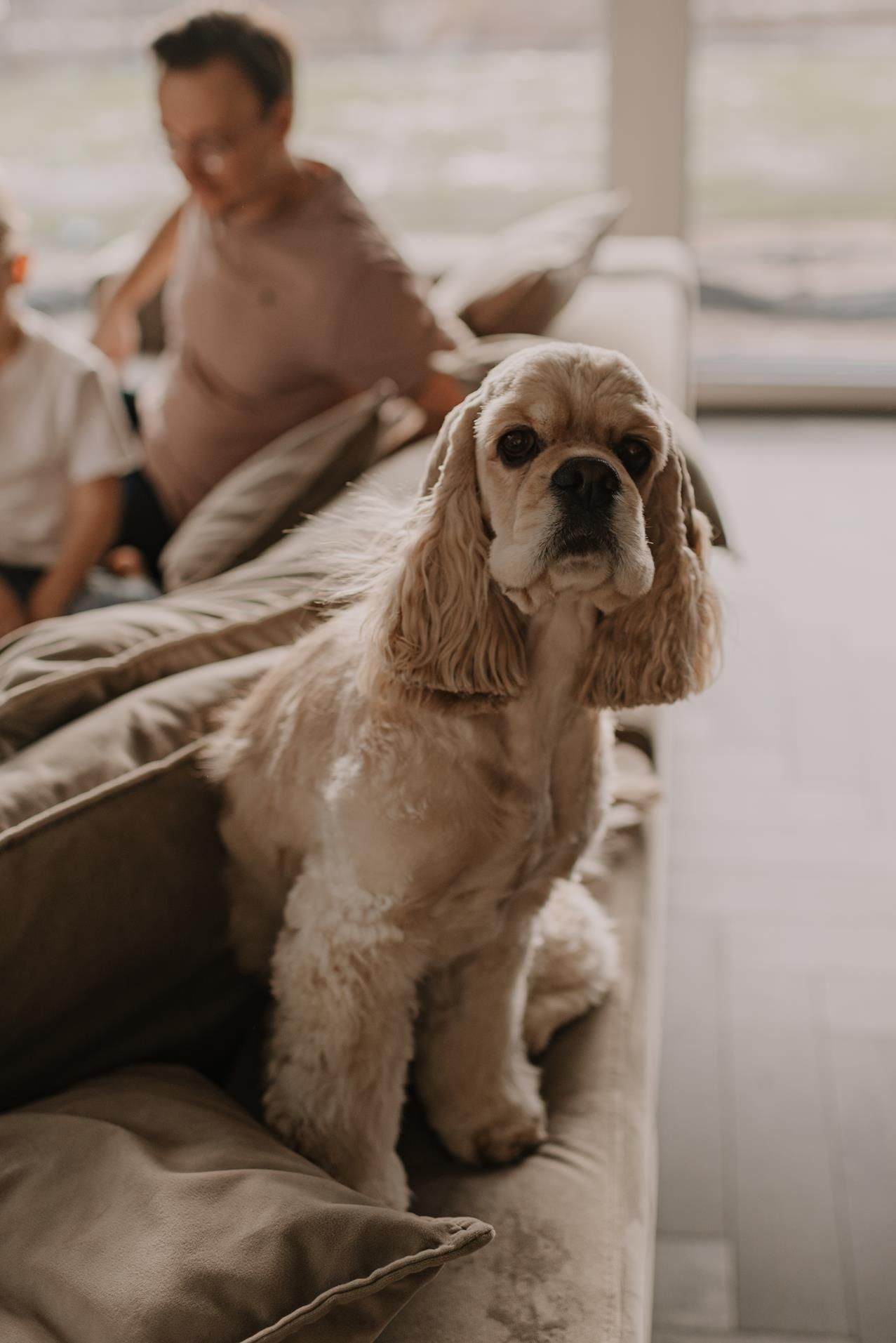 A cocker spaniel dog sits alertly on a gray couch in a sun-lit room.