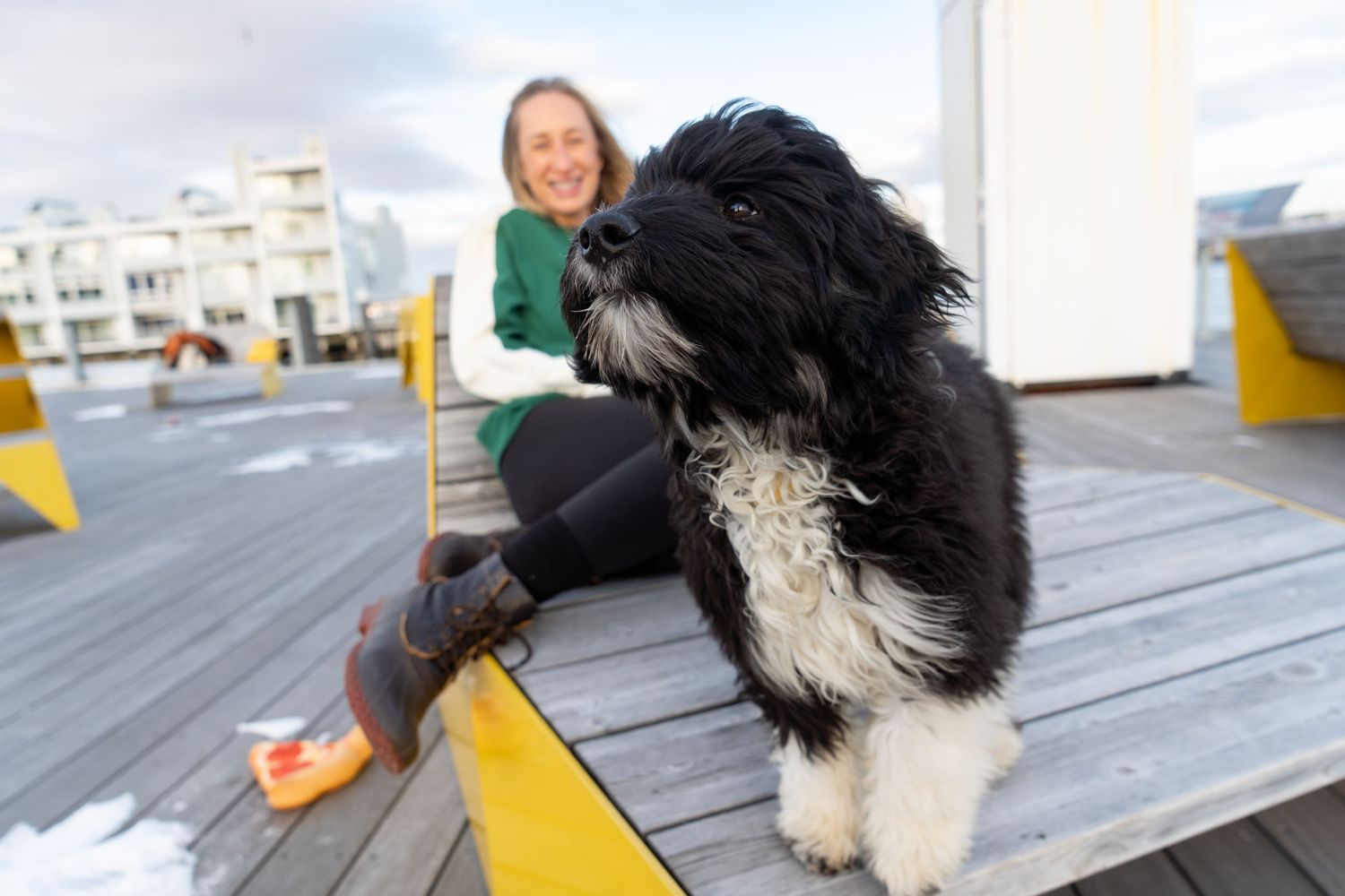 Irish Water Spaniel Puppy and his Human, photographed in Boston, MA by Leah Ramuglia Photography in the Charlestown Navy Yard.