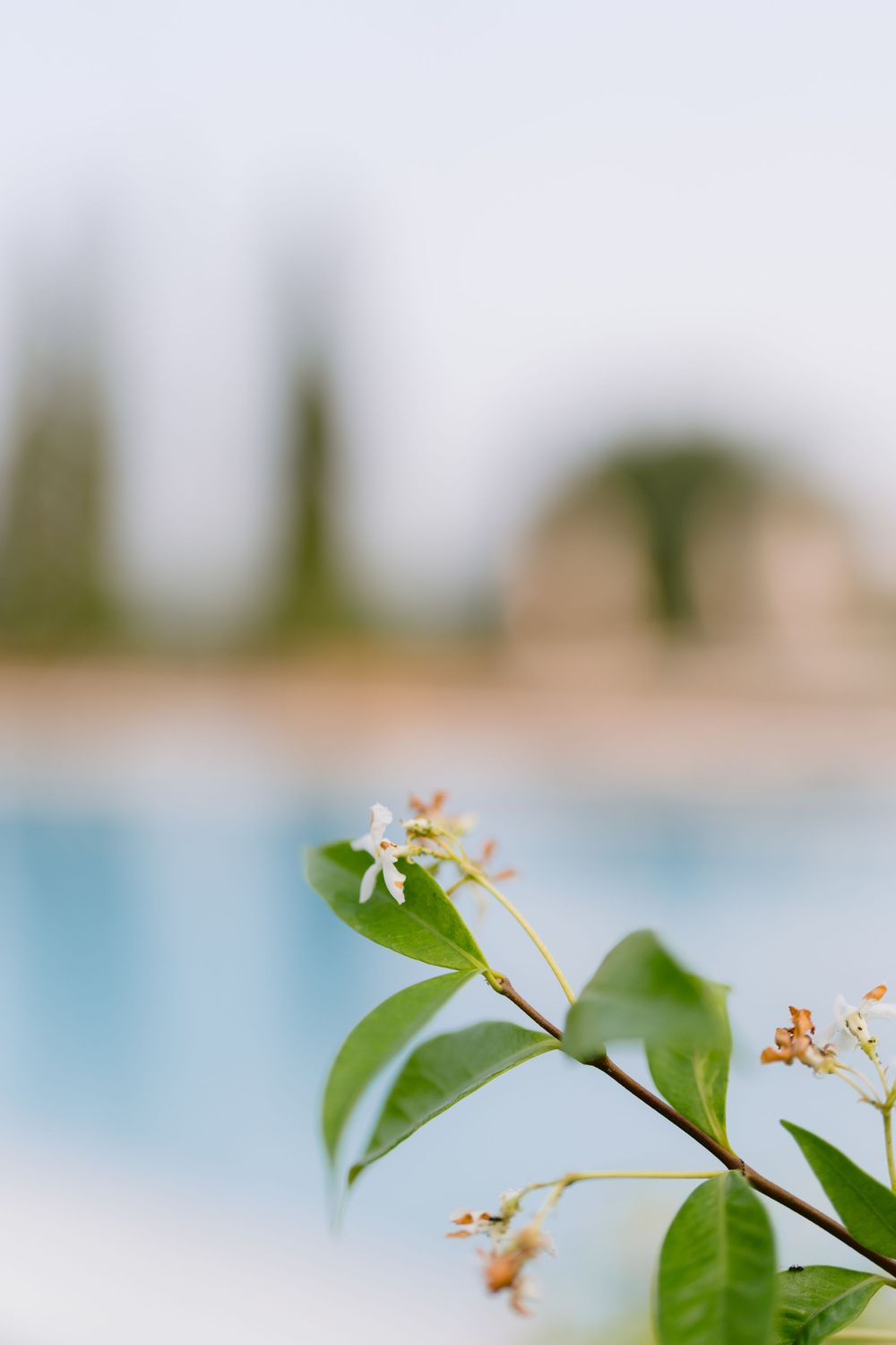 Small white flower blooms on green branch against blurred blue swimming pool background.