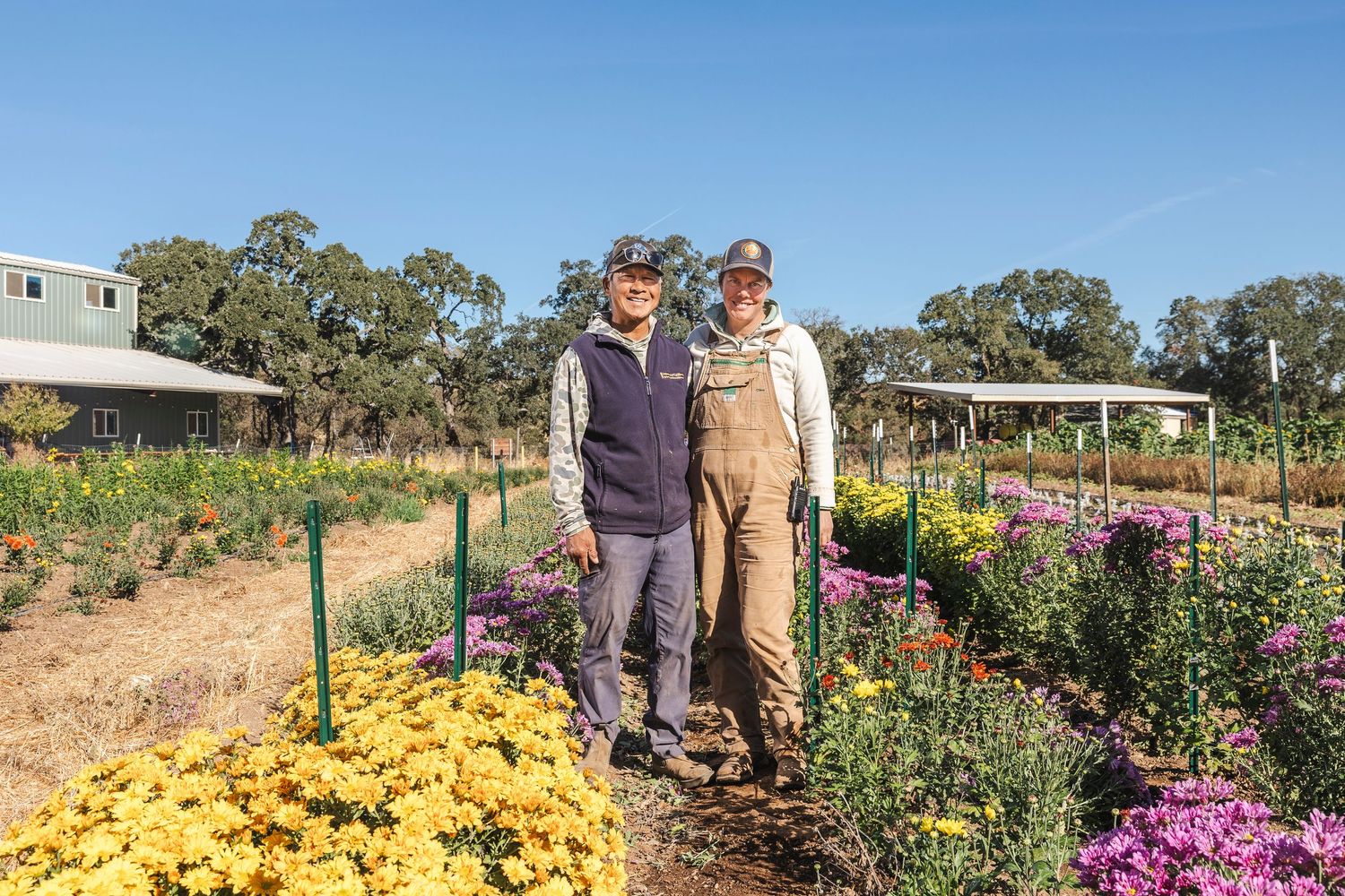 A colorful flower farm with rows of blooming plants and yellow flowers under a bright blue sky.