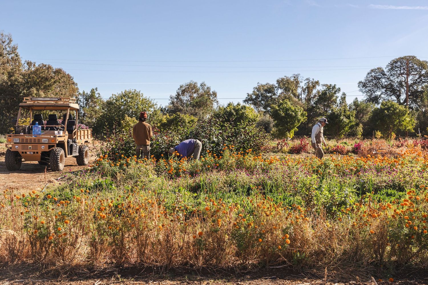 A panoramic view of a colorful wildflower meadow with tall grasses and trees in the background during autumn.