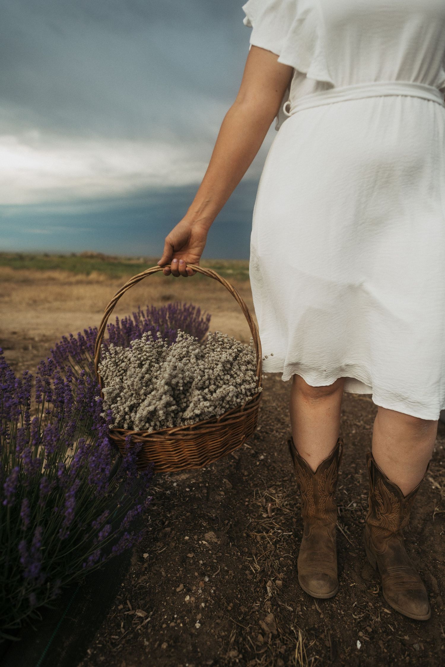 lavender farm photographer