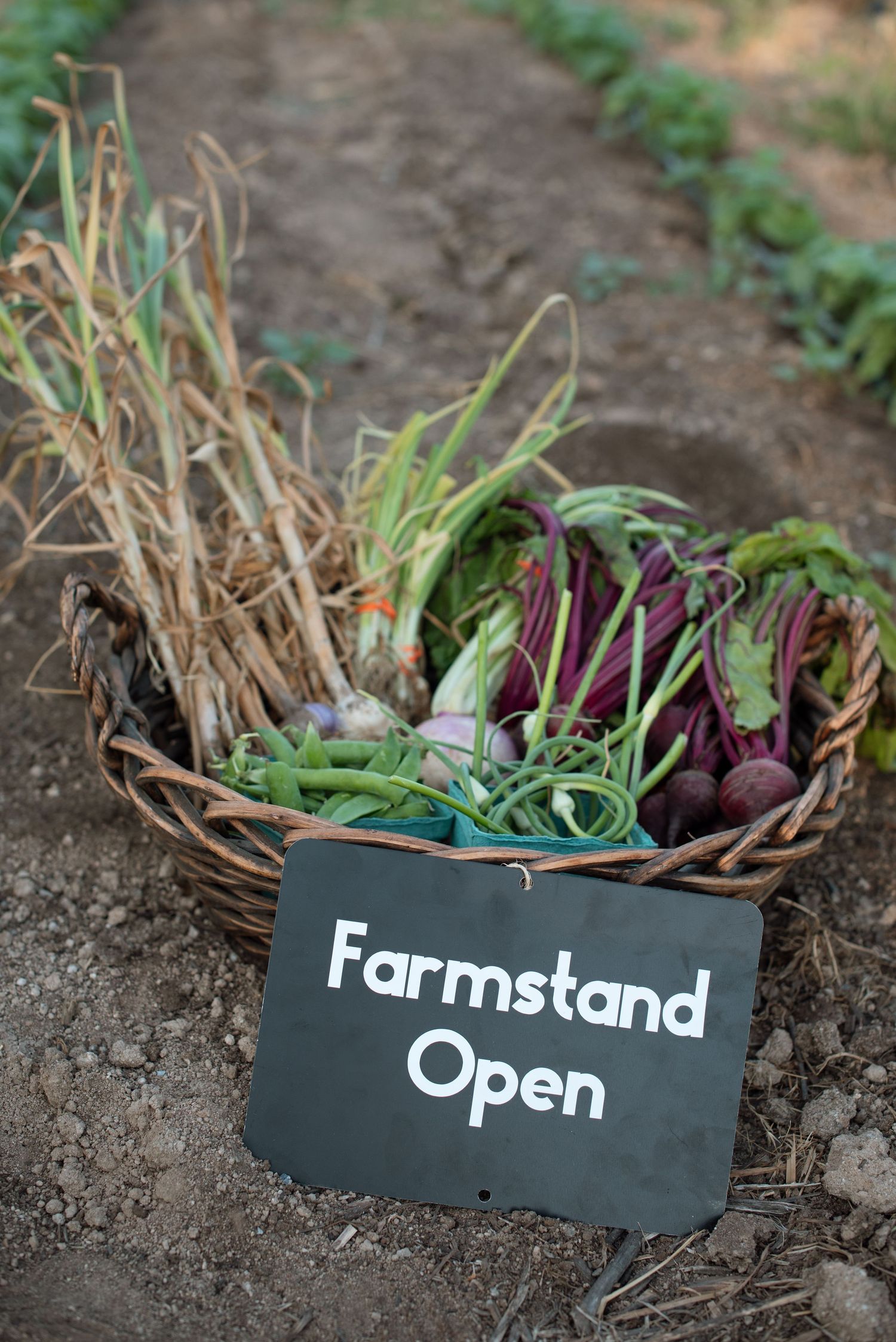 farmstand photographer inspo
