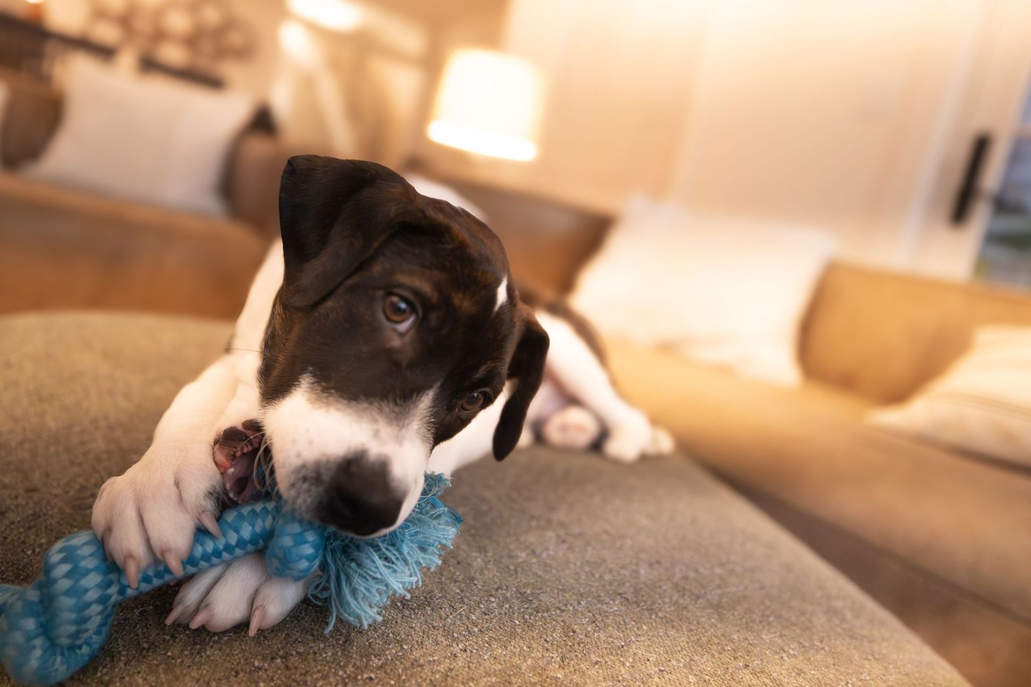 Puppy chewing on a rope toy