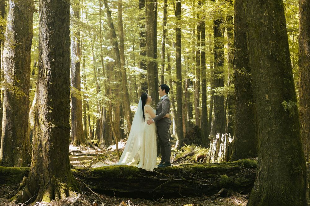 Sunlight streams through tall trees in a lush green forest creating a mystical woodland atmosphere.