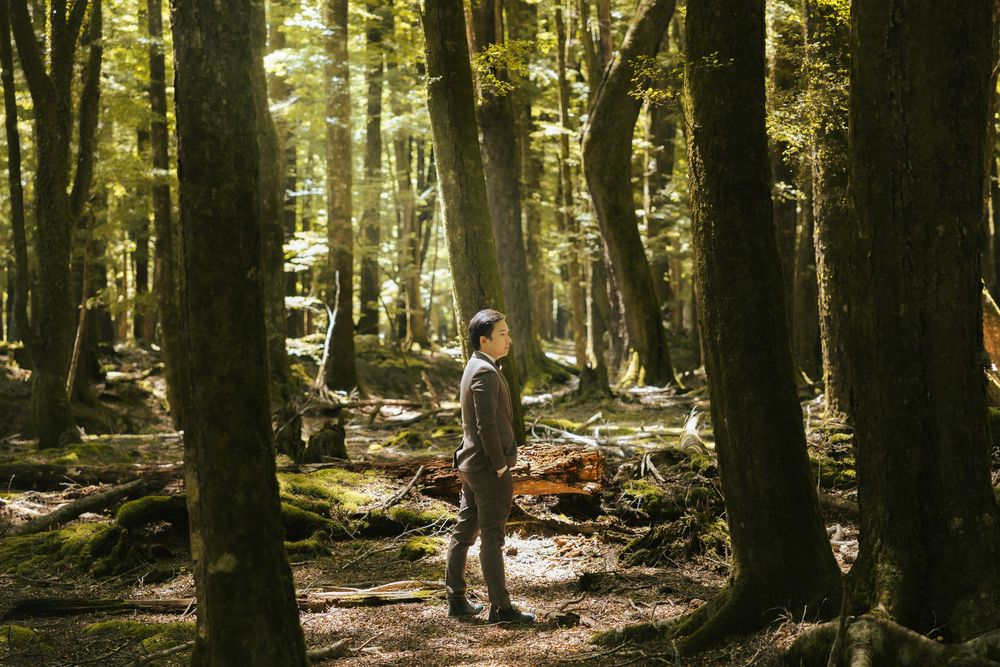 Sunlight filters through tall trees in a mystical forest setting creating a magical woodland atmosphere.