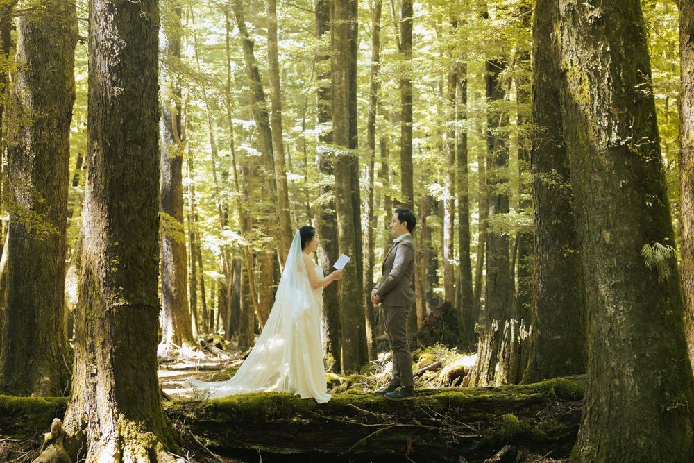 Sunlight streams through tall trees in a misty forest creating ethereal golden rays in the morning light.