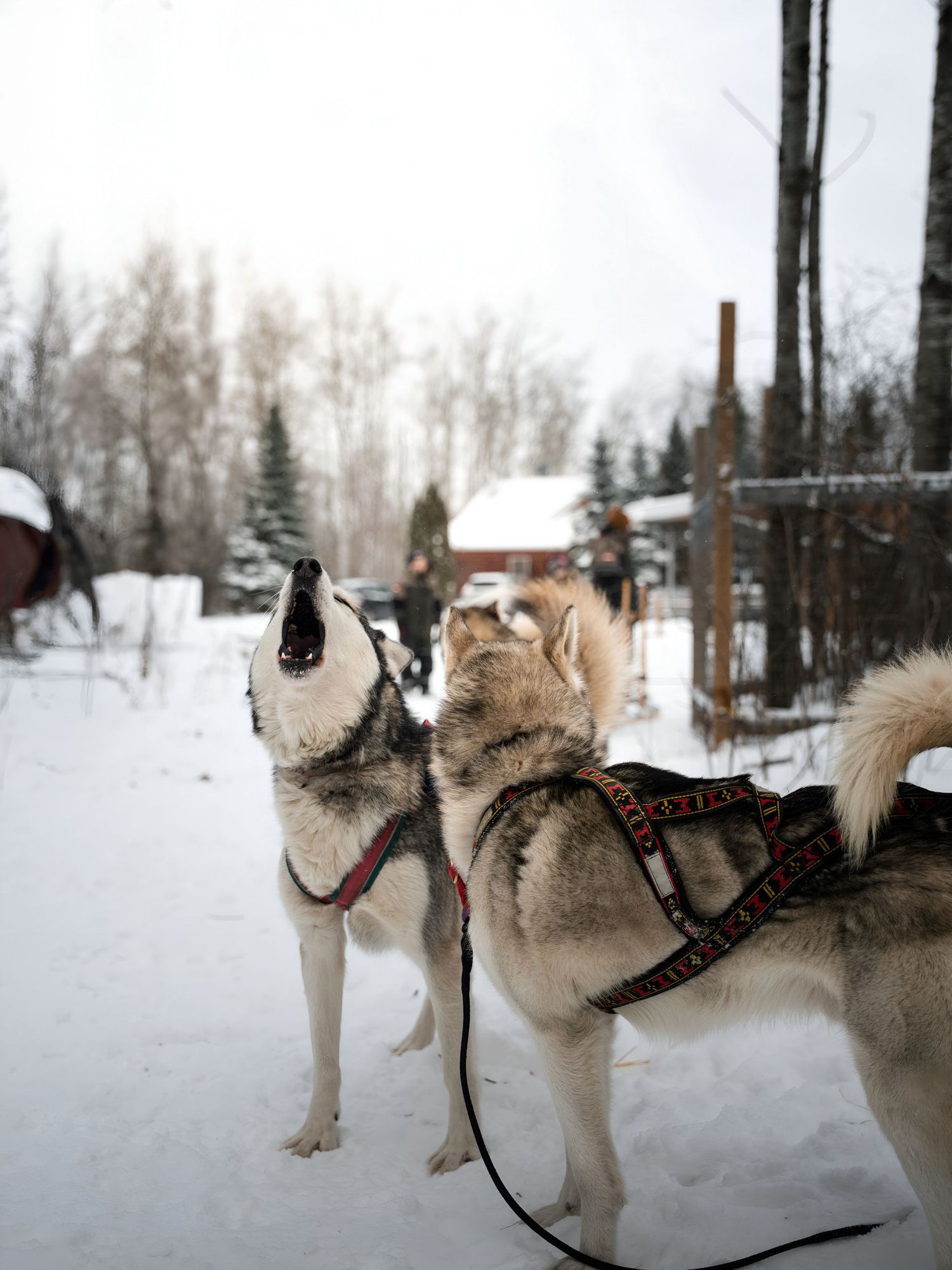 Harnessed sled dogs waiting in formation on snow-covered ground at a winter dog sledding facility.
