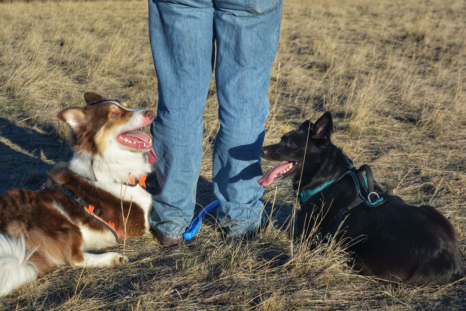 golden hour  session in Billings