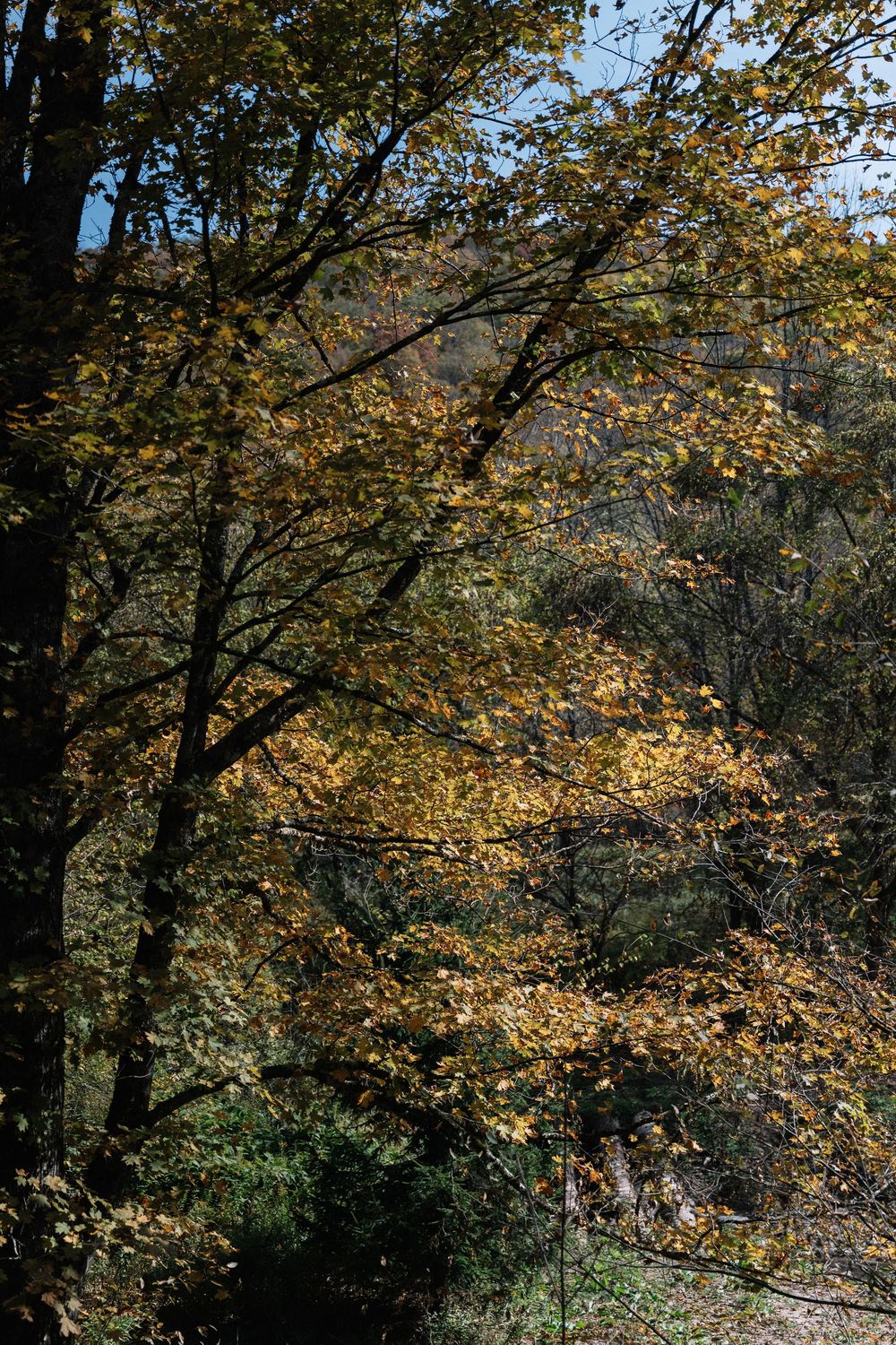 Sunlight filters through autumn trees with golden leaves in a forest setting.