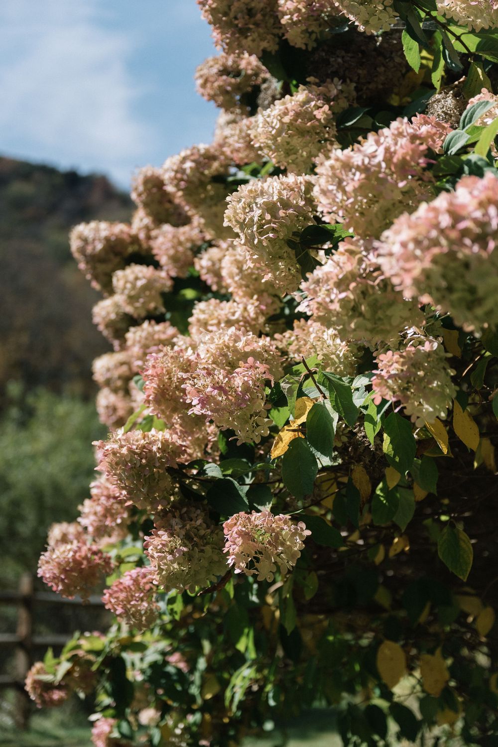 Delicate pink hydrangea blooms clustered on branches against a blurred natural background.