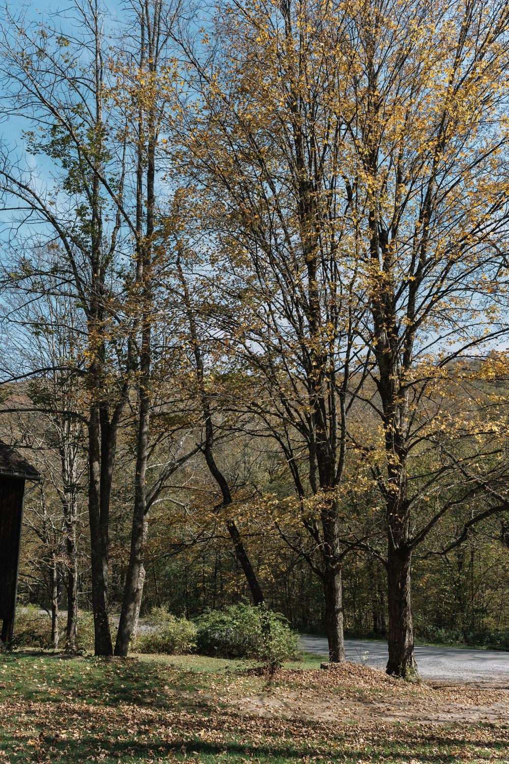 Autumn trees line a winding path through a wooded area with fallen leaves scattered on the ground.