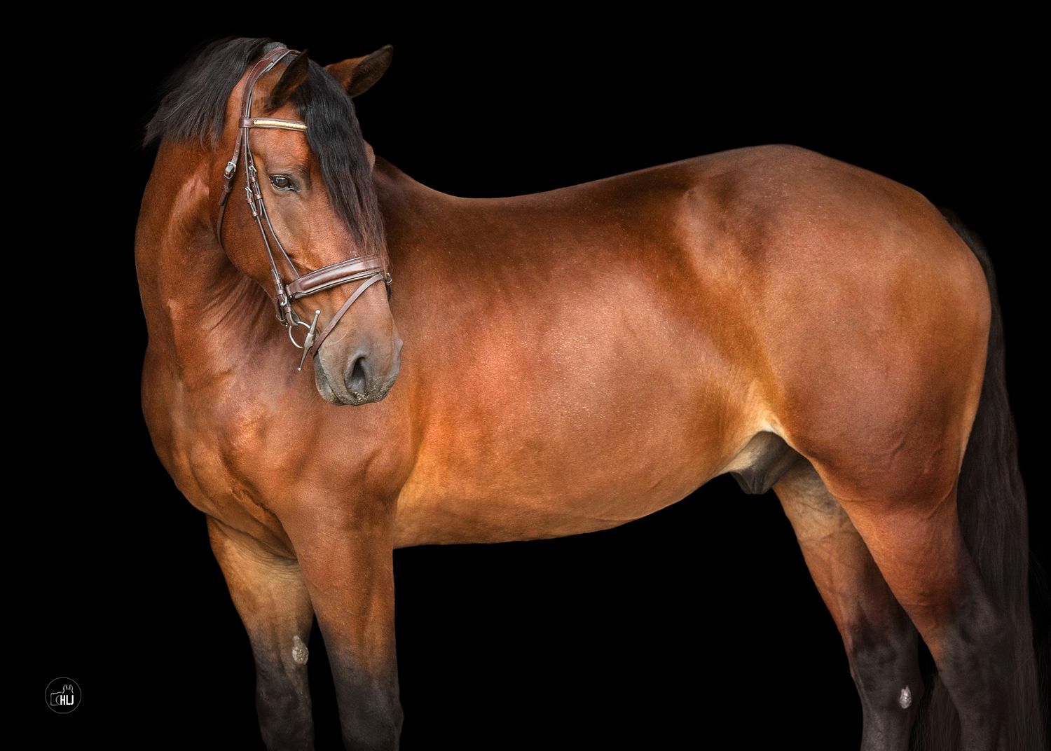 A majestic bay horse with a dark mane stands in profile against a black background showing its muscular form.