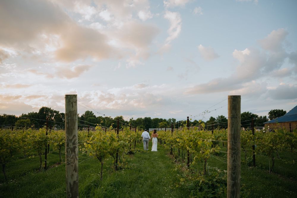 Couple walking hand in hand through lush vineyard rows at sunset during an outdoor winery wedding ceremony.