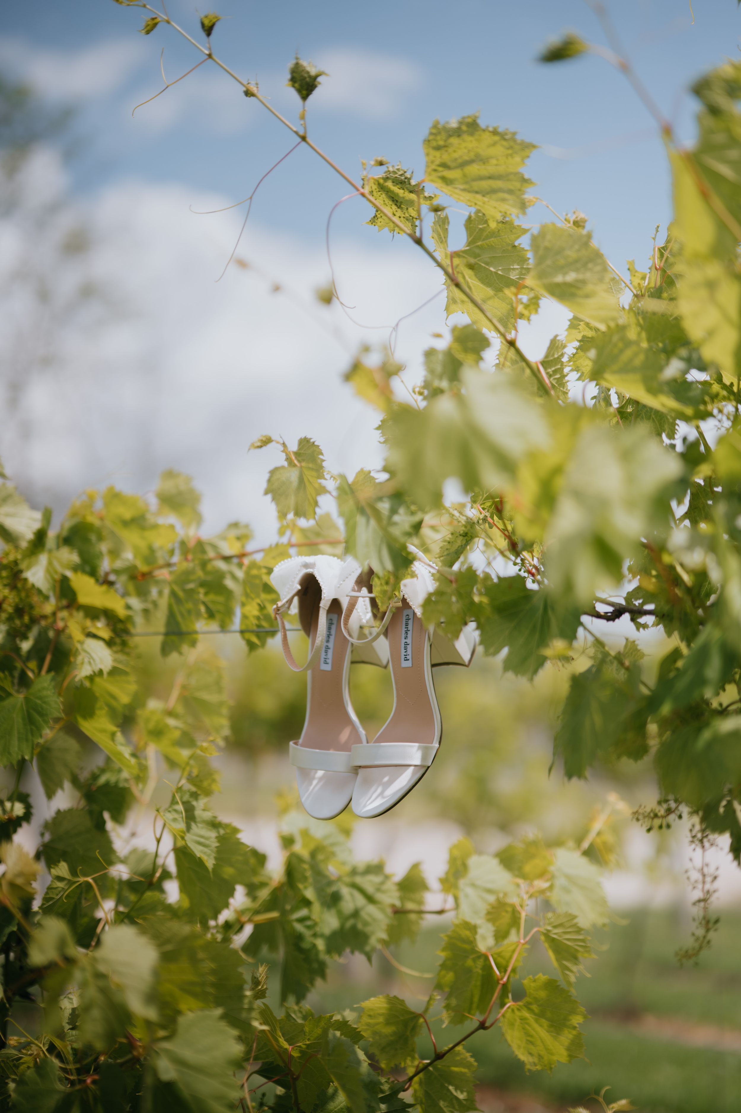 White bridal heels hanging from lush green grapevines at a vineyard wedding venue under a blue sky.