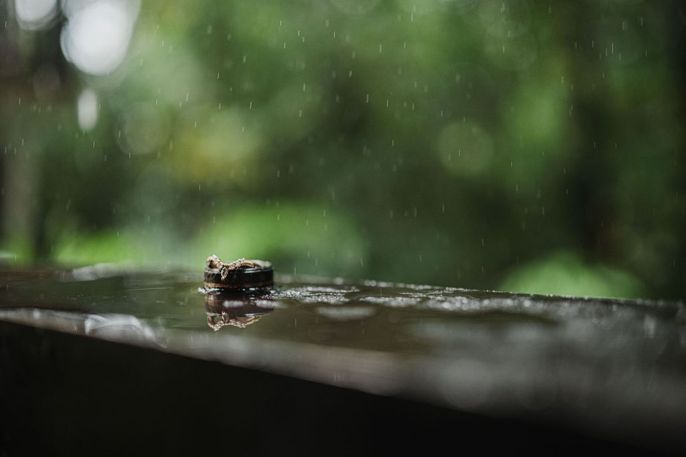 Macro shot of wedding rings on a wet reflective surface with blurred green nature background, Sandos Caracol Wedding.
