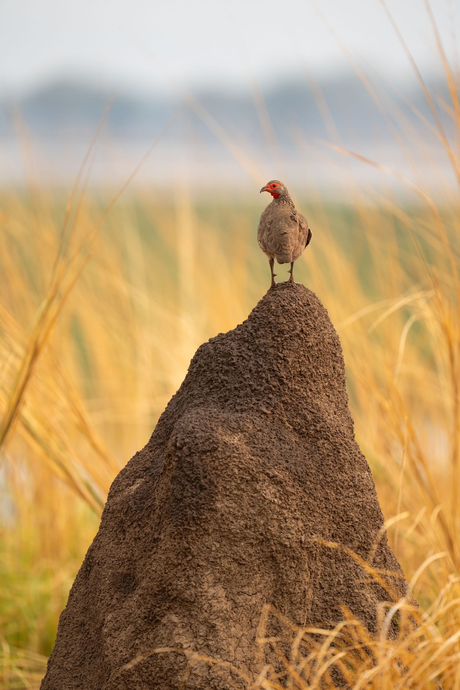 Bird perched on tall termite mound in grassland.