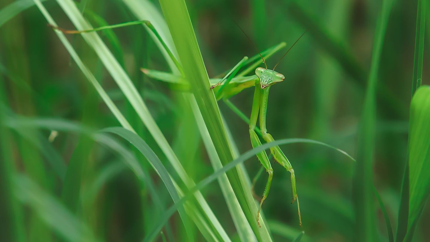 Close-up of a green praying mantis perched on grass blades.