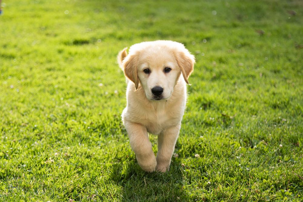 golden retriever puppy