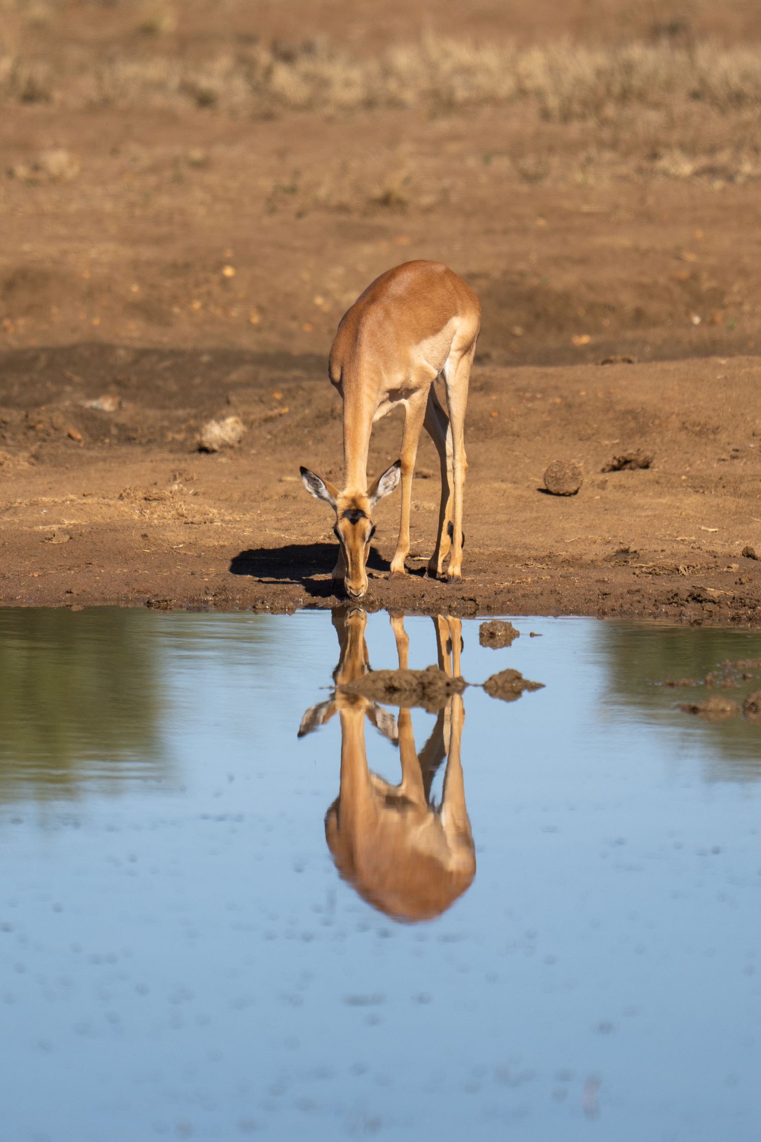 Impala drinking at a waterhole with its reflection visible in the calm water.