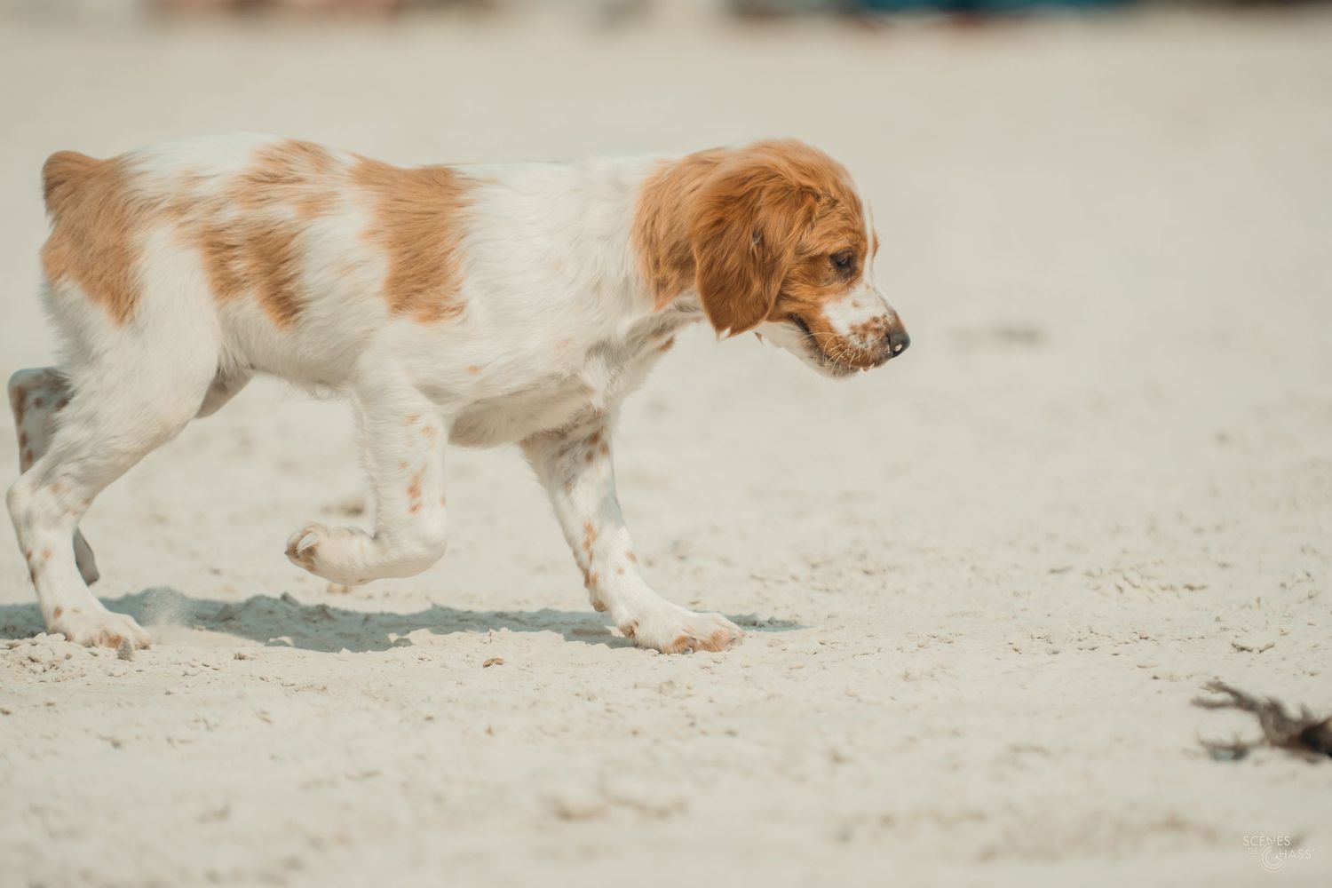 Démonstration canine lors du Game Fair à Lamothe-Beuvron
Photos réalisées par Scènes de Chass'