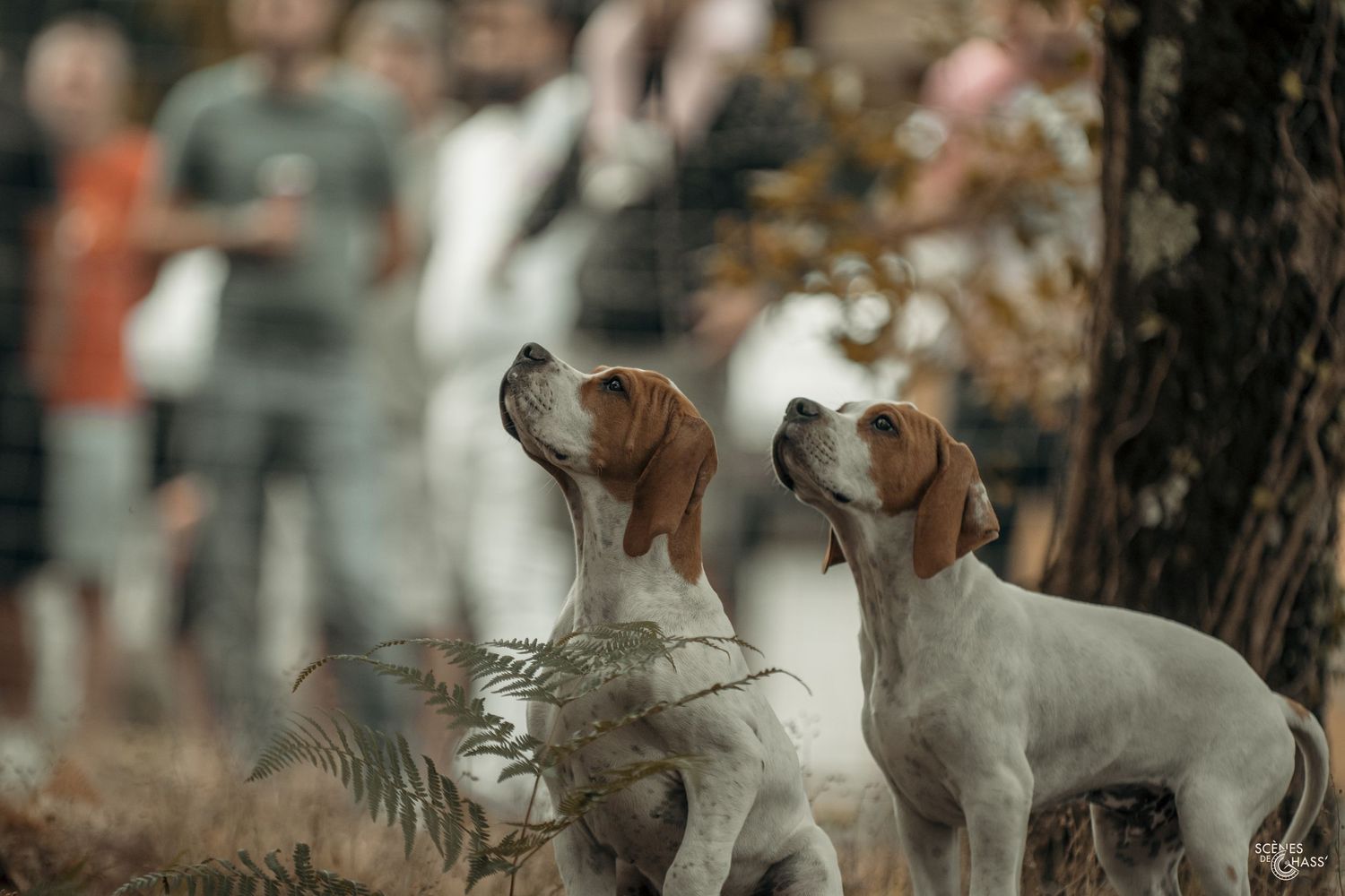 Démonstration canine
Photos réalisées par Scènes de Chass'