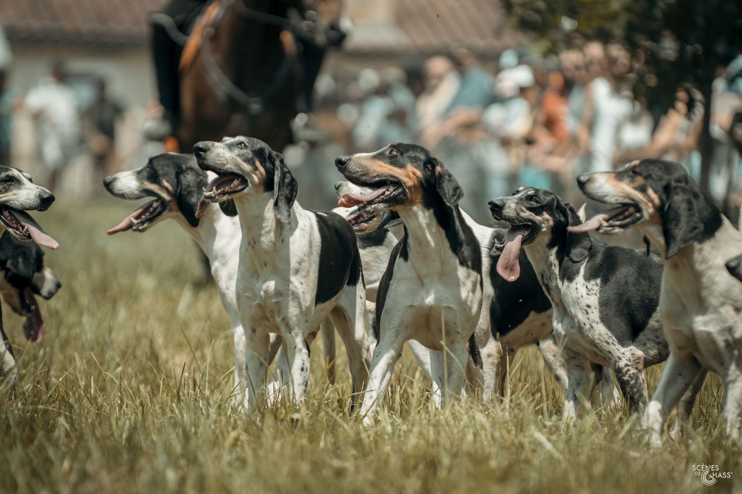 Meute de chien lors d'un salon de la chasse.
Photos réalisées par Scènes de Chass'