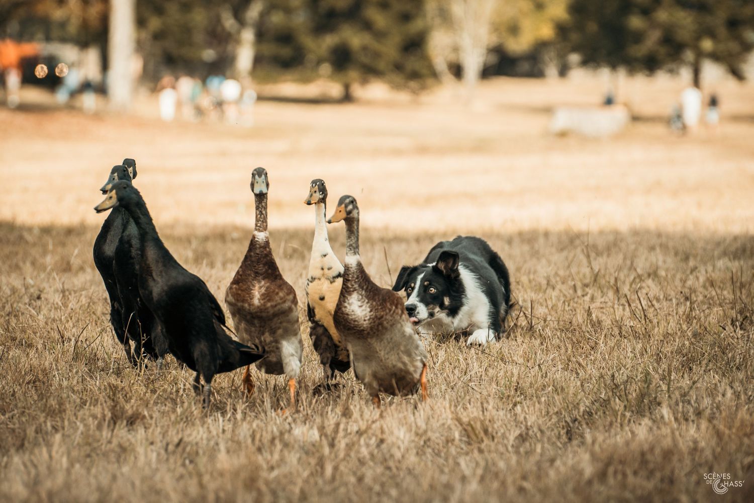 Démonstration de chiens lors du salons de la chasse de Sauternes,
Photo réalisée par Scènes de Chass'