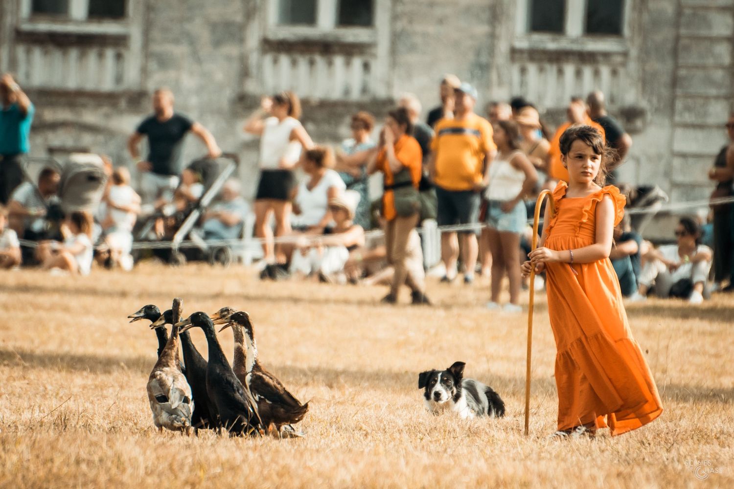 Démonstration de chiens lors du salons de la chasse de Sauternes,
Photo réalisée par Scènes de Chass'