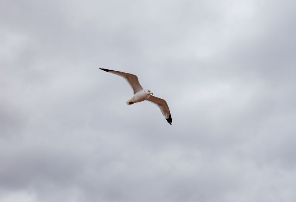 Seagull soars gracefully against overcast sky with wings spread wide.