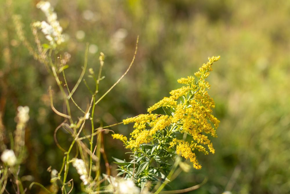 Close-up shot of vibrant yellow goldenrod wildflowers blooming against a soft blurred natural background.