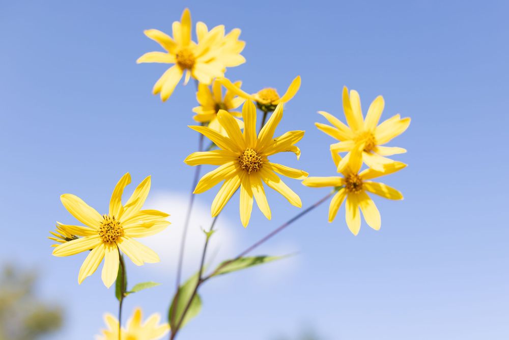 Yellow daisies bloom brightly against a soft blue sky background in summer garden setting.