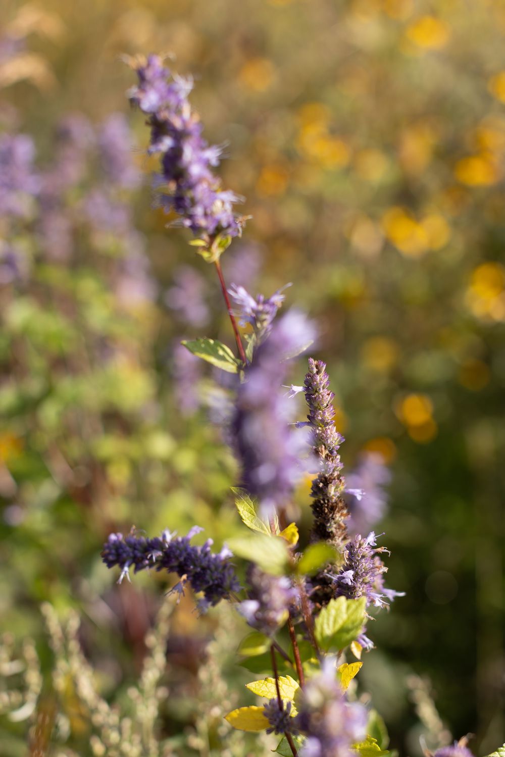 Purple lavender flowers sway in a garden with golden bokeh lights in the soft-focus background.