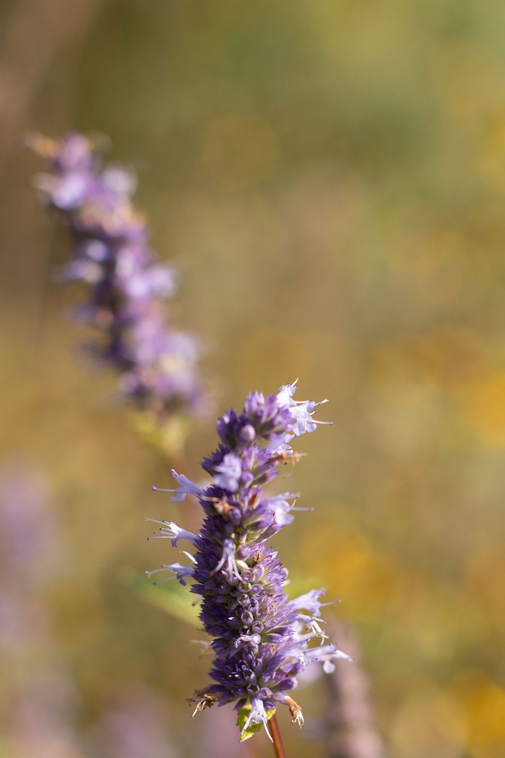 Close-up of a purple agastache flower stalk blooming with delicate blossoms against a soft blurred background.