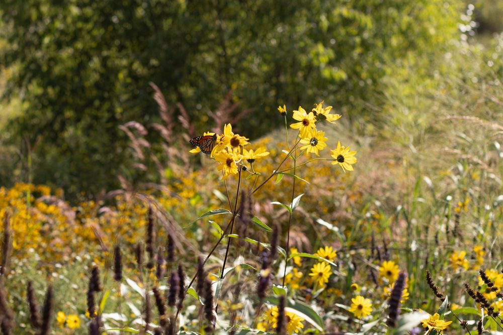 Vibrant yellow daffodils blooming in a spring garden with sunlight filtering through trees in the background.