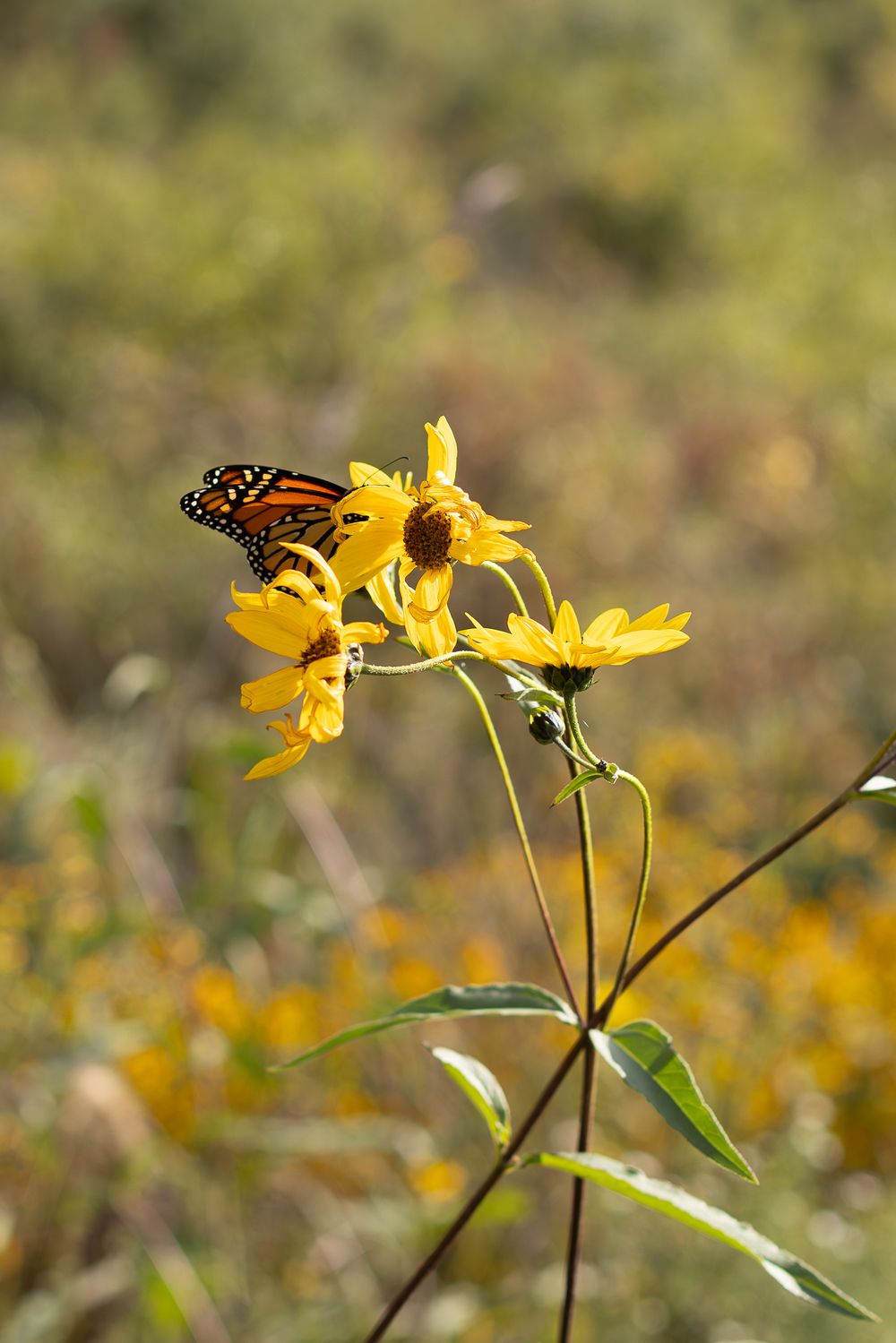 A monarch butterfly perches gracefully on a bright yellow sunflower in a serene garden setting.