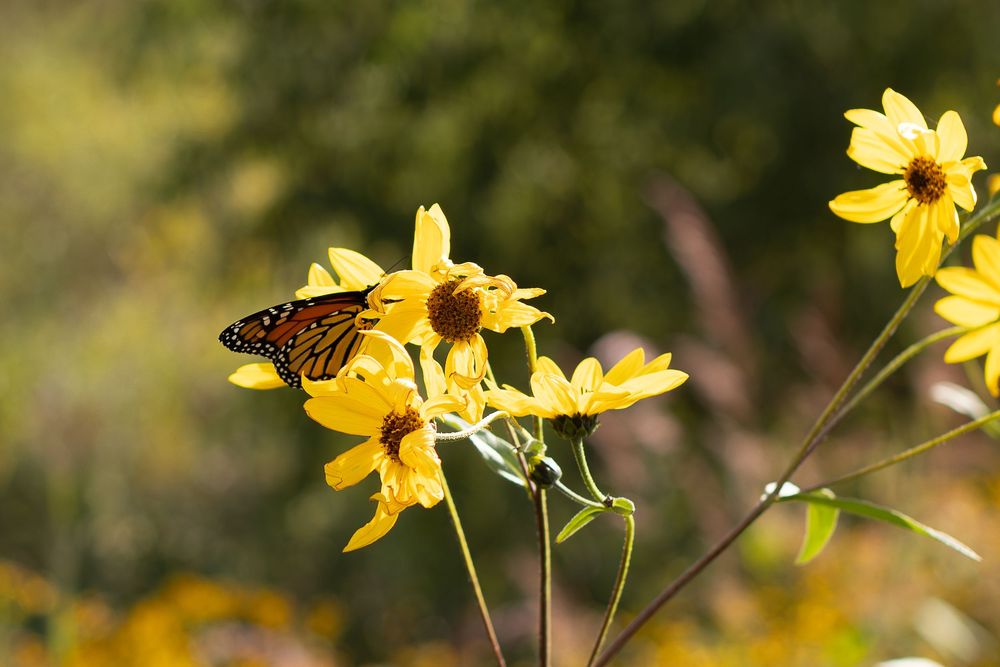 A monarch butterfly perches on bright yellow wildflowers in a sun-dappled garden setting.