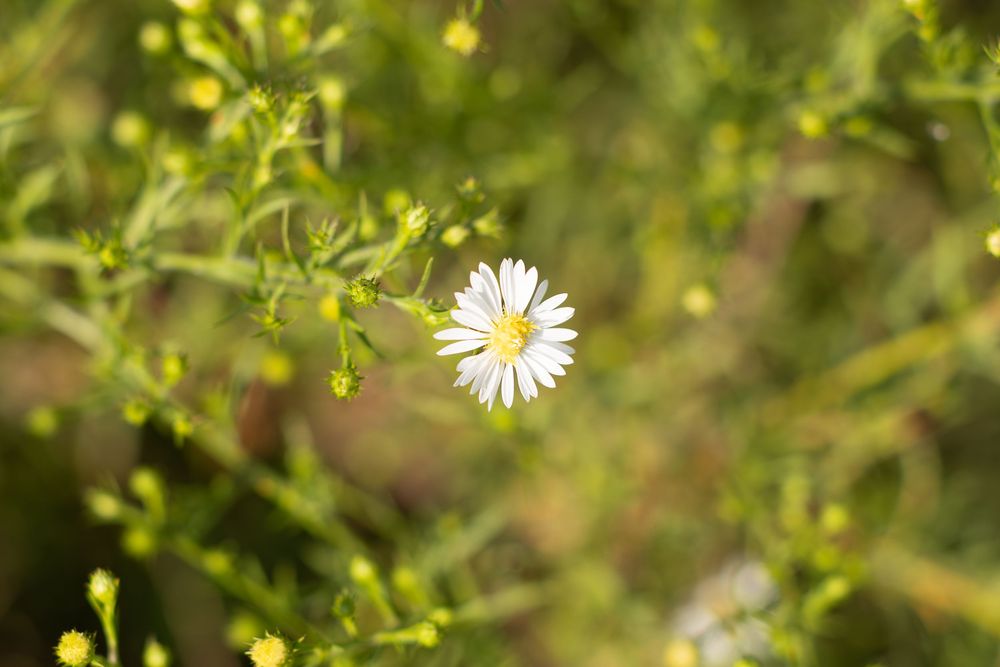 Delicate white daisy flower blooms against a soft green blurred background in natural lighting.
