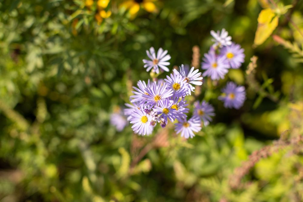 Vibrant yellow Black-eyed Susan flowers and purple asters bloom together in a wildflower garden.