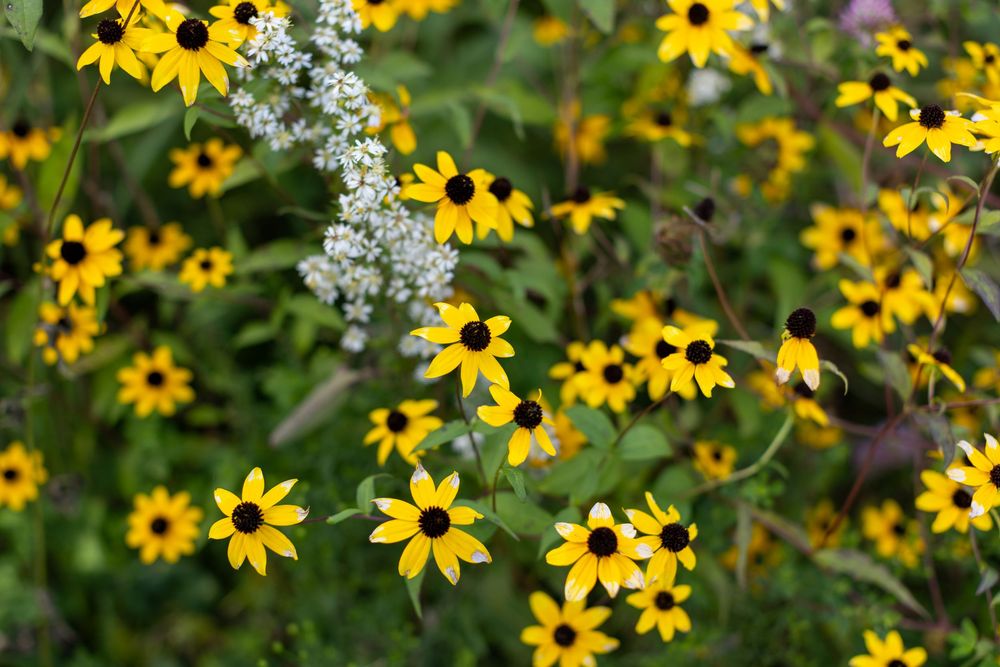 Cheerful yellow Black-eyed Susans and delicate white flowers create a natural meadow landscape.
