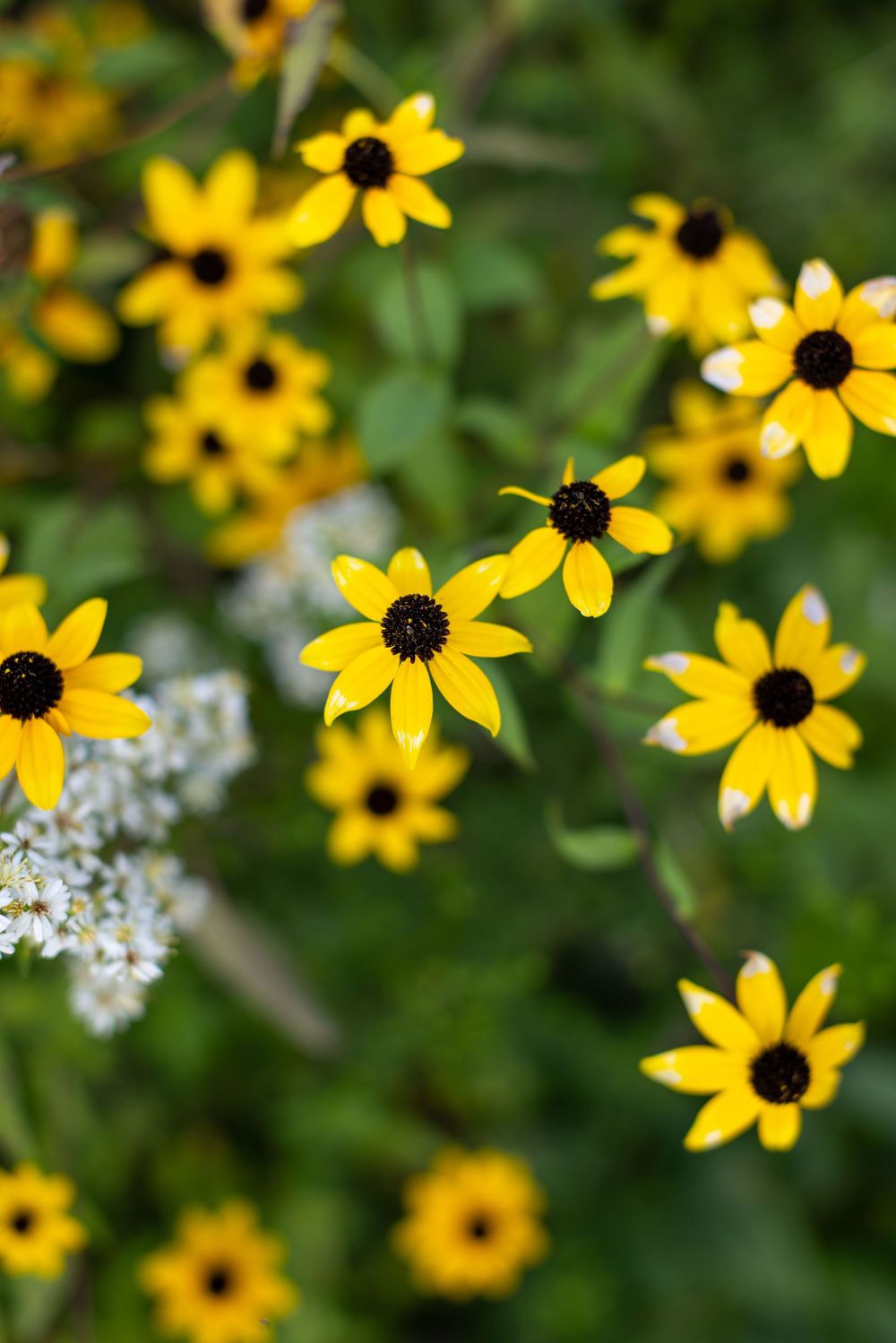 Yellow black-eyed susan wildflowers bloom in a garden with white flowers scattered in the background.