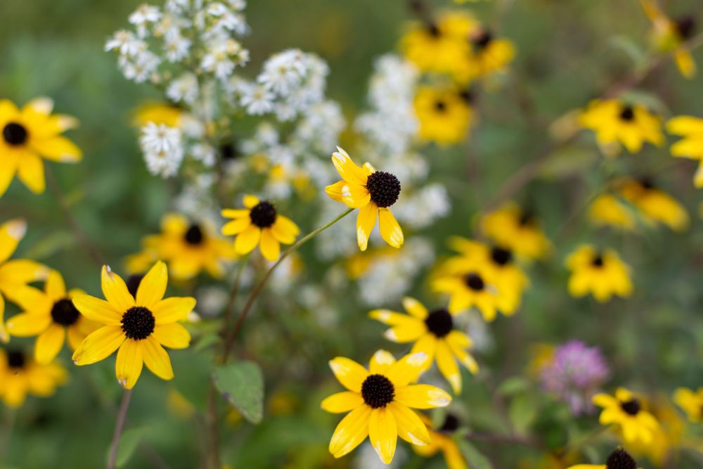 Black-eyed Susans and purple wildflowers sway together in a sunny garden setting.