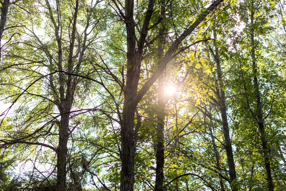 Sunlight streams through green tree canopy in forest creating natural lens flare effect between branches.