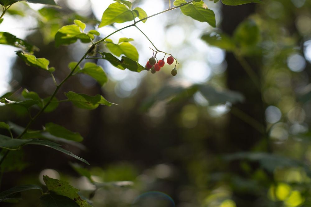 Green leaves on tree branches create a natural bokeh effect with sunlight filtering through the foliage.