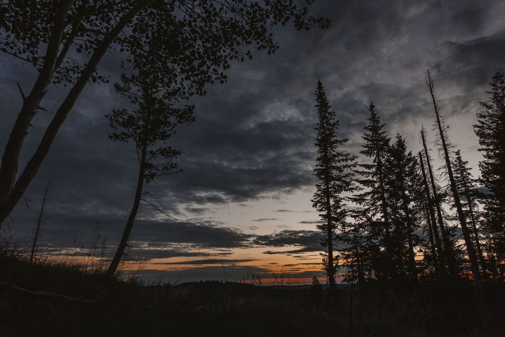 Dramatic sunset sky through silhouetted pine trees with dark stormy clouds.
