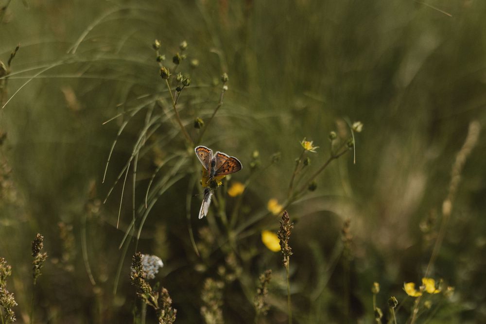 Blurred macro photo of wildflowers and grass stems in natural outdoor setting with soft bokeh effect.