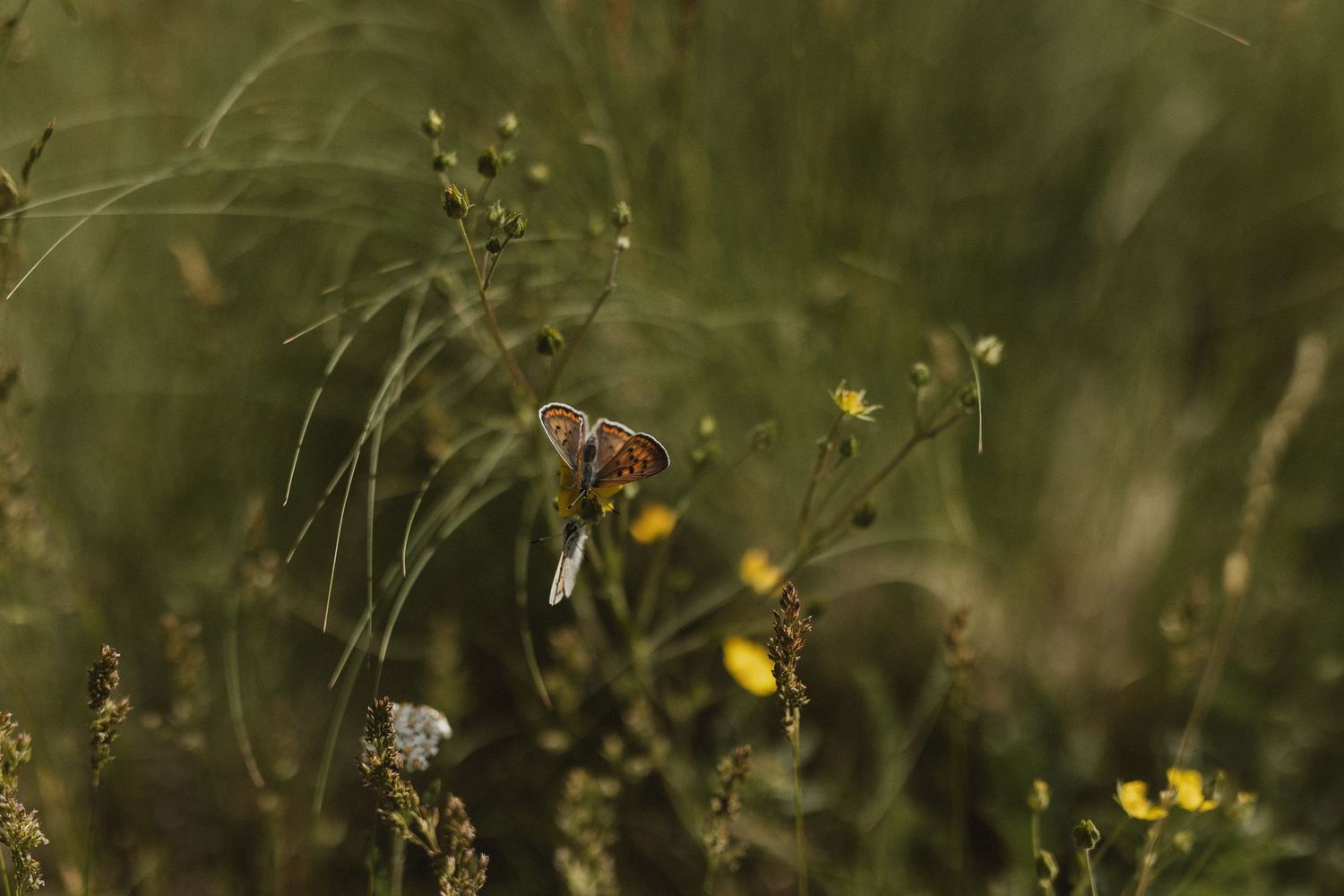 Blurred macro photo of wildflowers and grass stems in natural outdoor setting with soft bokeh effect.