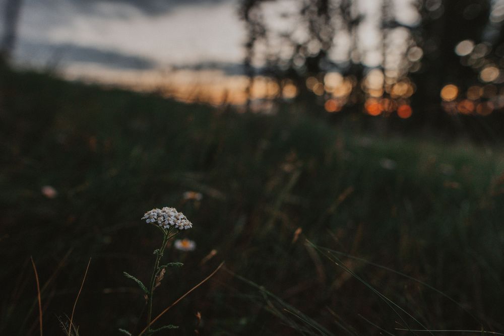 Single white wildflower silhouetted against dark sunset sky.
