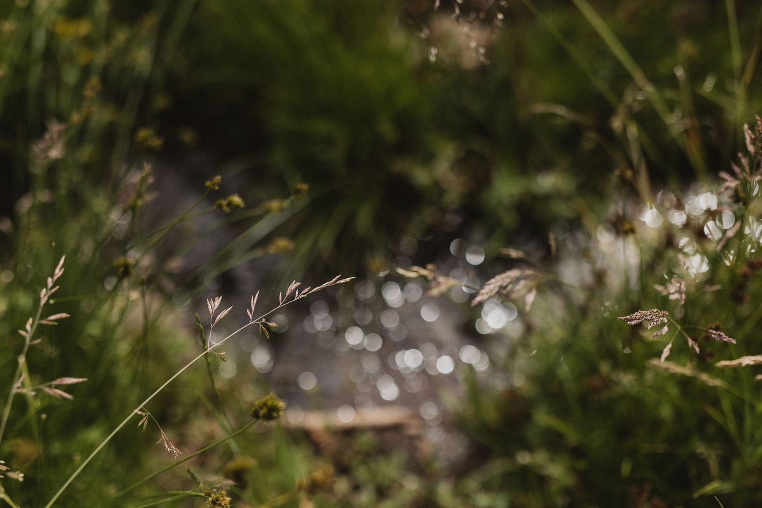 Abstract bokeh photography of water droplets and grass creating a dreamy natural effect.